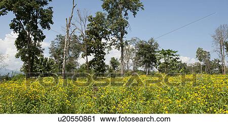 Trees in a mustard field, Chiang Dao, Chiang Mai Province, Thailand View Large Photo Image Stock Image - Trees in a mustard field, Chiang Dao, Chiang Mai Province, Thailand. Fotosearch