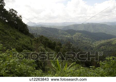 Trees on mountains, Thailand View Large Photo Image Stock Image - Trees on mountains, Thailand. Fotosearch
