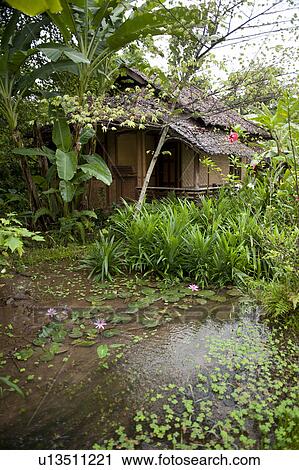 Water plants, Thailand View Large Photo Image Stock Image - Water plants, Thailand. Fotosearch