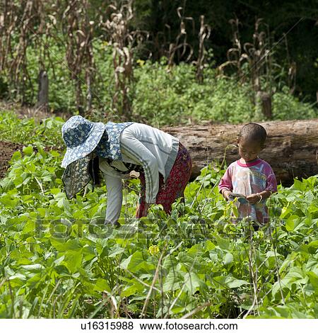 Stock Photo - Woman farming in a field with her daughter, Wat Phrathat Doi Suthep, Chiang Dao, Chiang Mai Province, Thailand. Fotosearch