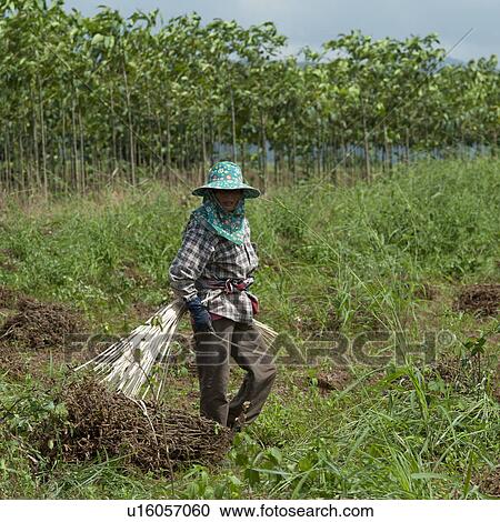 Woman harvesting soybean in a field, Chiang Dao, Chiang Mai Province, Thailand View Large Photo Image Stock Image - Woman harvesting soybean in a field, Chiang Dao, Chiang Mai Province, Thailand. Fotosearch