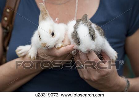Woman holding a pair of baby rabbits, Huay Pu Keng, Mae Hong Son Province, Thailand View Large Photo Image Stock Image - Woman holding a pair of baby rabbits, Huay Pu Keng, Mae Hong Son Province, Thailand. Fotosearch