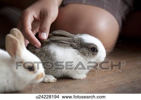 Woman playing with baby rabbits, Thailand View Large Photo Image Picture - Woman playing with baby rabbits, Thailand. Fotosearch