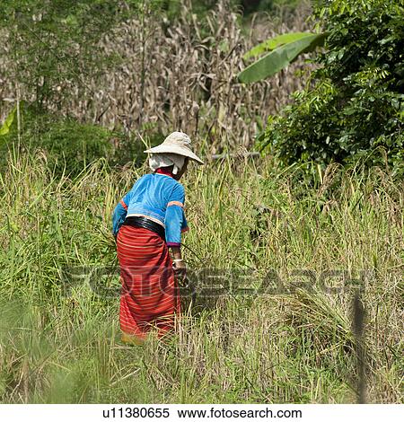 Woman working in a field, Chiang Dao, Chiang Mai Province, Thailand View Large Photo Image Stock Photography - Woman working in a field, Chiang Dao, Chiang Mai Province, Thailand. Fotosearch