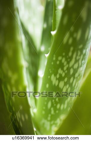 Stock Image - Aloe vera plant. Fotosearch