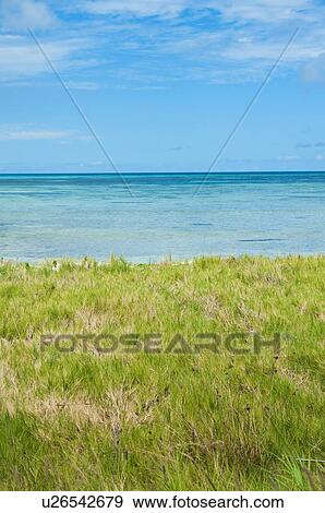 Aruba, grassy beach and sea View Large Photo Image Stock Photo - Aruba, grassy beach and sea. Fotosearch