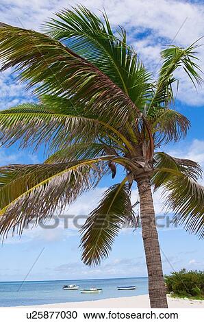 Stock Image - Aruba, palm tree on beach. Fotosearch