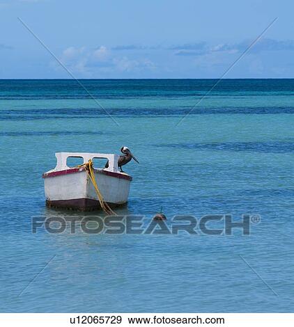 Aruba, Pelican perched on boat View Large Photo Image Stock Photo - Aruba, Pelican perched on boat. Fotosearch