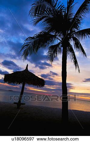Stock Photo - Aruba, silhouette of palm tree and palapa on beach at sunset. Fotosearch