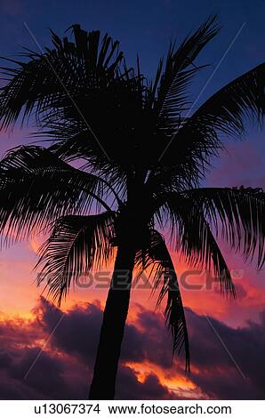Aruba, silhouette of palm tree at sunset View Large Photo Image Picture - Aruba, silhouette of palm tree at sunset. Fotosearch