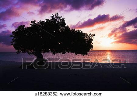 Stock Image - Aruba, silhouette of Watapana Tree at sunset. Fotosearch