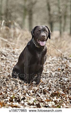 Black Labrador in forest View Large Photo Image Stock Photography - Black Labrador in forest . Fotosearch