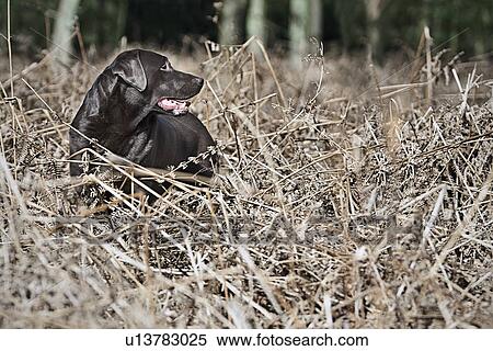 Black Labrador in thorns View Large Photo Image Stock Photography - Black Labrador in thorns. Fotosearch