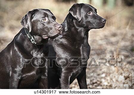 Stock Photo - Black Labrador pair with shiny coat. Fotosearch