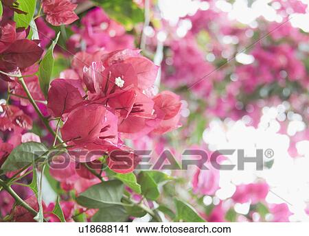 Stock Image - Bougainvillea flowers. Fotosearch