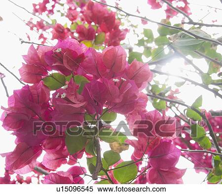 Stock Photography - Bougainvillea flowers. Fotosearch