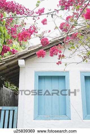 Stock Photo - Brazil, Bahia, Trancoso, Bougainvillea blooming in front of house. Fotosearch