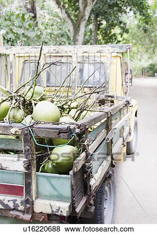 Stock Photo - Brazil, Bahia, Trancoso, Fresh coconuts on back of pick-up truck. Fotosearch