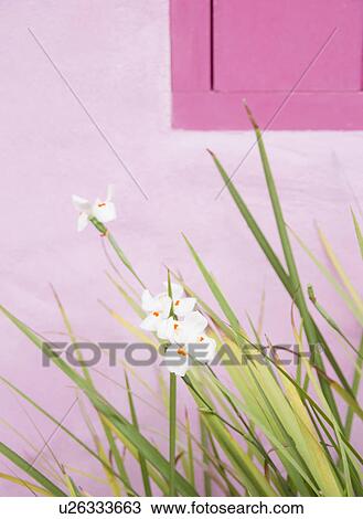 Stock Image - Brazil, Bahia, Trancoso, Orchids against pink wall. Fotosearch