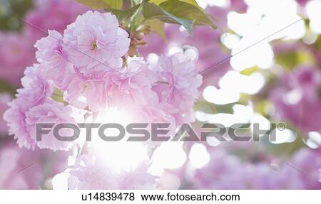 Stock Photo - Cherry blossom. Fotosearch