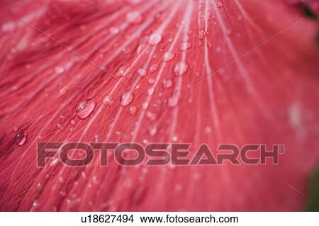 Close-up hibiscus petal with raindrops View Large Photo Image Picture - Close-up hibiscus petal with raindrops. Fotosearch