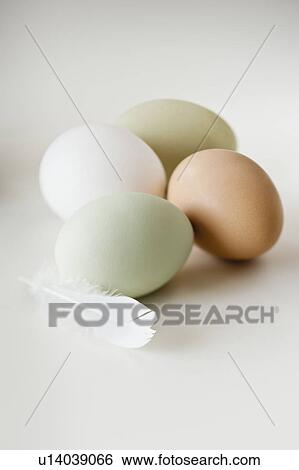 Close up of animal eggs and feather View Large Photo Image Stock Photograph - Close up of animal eggs and feather. Fotosearch
