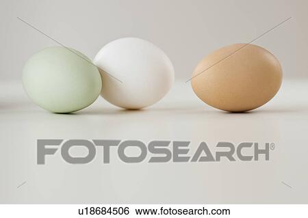 Close up of animal eggs in row View Large Photo Image Stock Photograph - Close up of animal eggs in row. Fotosearch