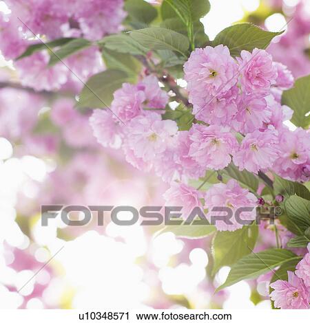 Stock Image - Close-up of cherry blossom. Fotosearch