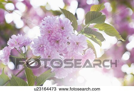 Stock Image - Close-up of cherry blossom. Fotosearch