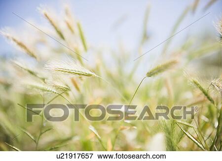 Stock Photo - Close up of crops on field. Fotosearch