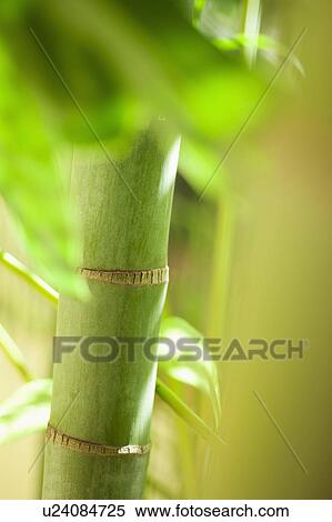 Stock Photography - Close up of green bamboo. Fotosearch