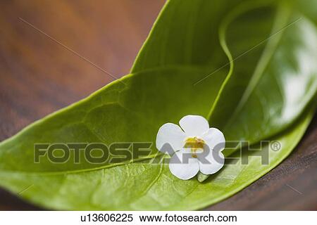 Close-up of green leaves and flower View Large Photo Image Stock Photography - Close-up of green leaves and flower. Fotosearch