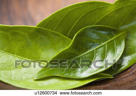 Picture - Close-up of green leaves. Fotosearch