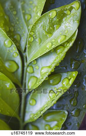 Stock Photo - Close-up of green leaves with raindrops. Fotosearch