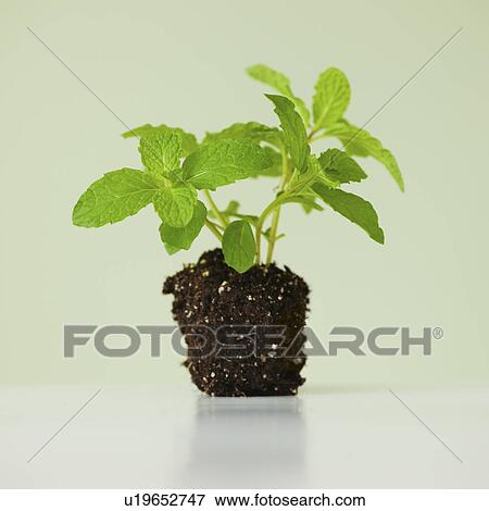 Stock Photo - Close up of mint seedling, studio shot. Fotosearch