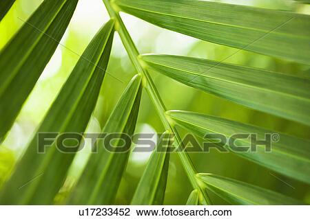 Stock Image - Close up of palm leaf. Fotosearch