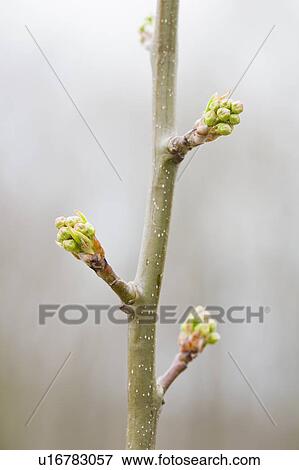 Close up of pear twig with leaf buds View Large Photo Image Stock Photo - Close up of pear twig with leaf buds. Fotosearch