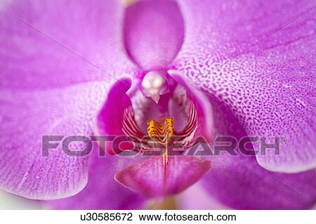 Stock Image - Close up of purple orchid flower. Fotosearch