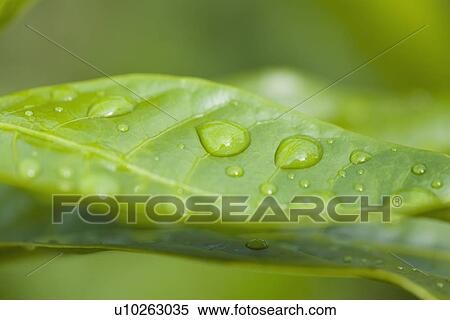 Close-up of raindrops on green leaf View Large Photo Image Stock Photography - Close-up of raindrops on green leaf. Fotosearch