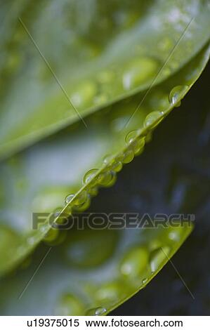 Close-up of raindrops on green leaves View Large Photo Image Stock Photography - Close-up of raindrops on green leaves. Fotosearch