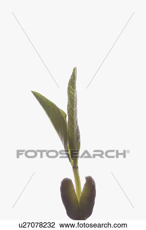Close-up of seedling on white background View Large Photo Image Stock Image - Close-up of seedling on white background. Fotosearch