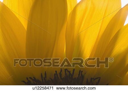 Stock Image - Close-up of sunflower petals. Fotosearch