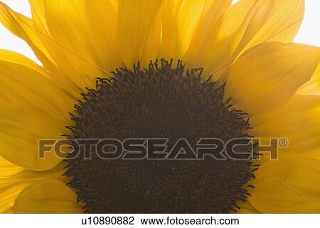 Stock Image - Close-up of sunflower. Fotosearch