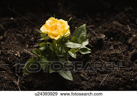 Stock Photo - Close-up of yellow rose. Fotosearch