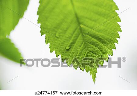 Stock Photo - Close-up view of green leaves with dew. Fotosearch