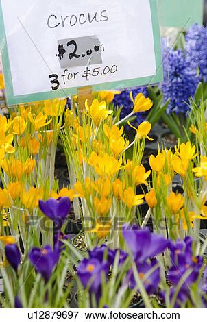 Colorful crocuses for sale View Large Photo Image Stock Photo - Colorful crocuses for sale. Fotosearch