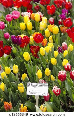 Colorful tulips for sale View Large Photo Image Stock Photo - Colorful tulips for sale. Fotosearch