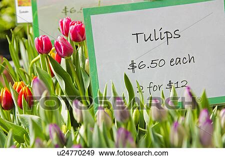 Colorful tulips for sale View Large Photo Image Stock Photo - Colorful tulips for sale. Fotosearch