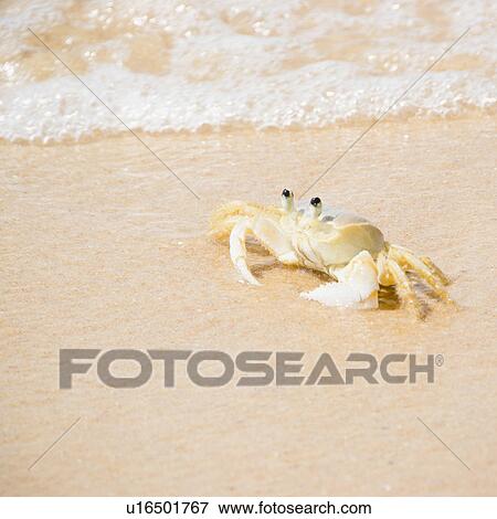 Stock Photo - Crab on Tartaruga Beach. Fotosearch