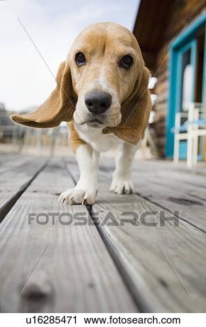 Curious dog walking towards camera View Large Photo Image Stock Image - Curious dog walking towards camera. Fotosearch